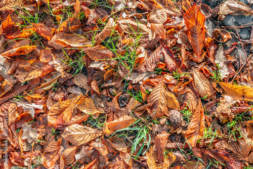 Obraz na płótnie Fallen tree leaves on fresh green grass. It is a sunny day in the autumn in the Netherlands. w salonie