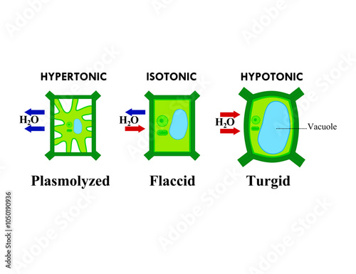 Tonicity and osmosis plant cell.Hypotonic, Isotonic and Hypertonic solutions.Osmotic pressure.Flaccid, turgid and plasmolysed.Diagram.Cartoon vector illustration.