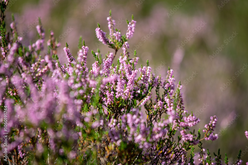 Fototapeta premium field of flowers