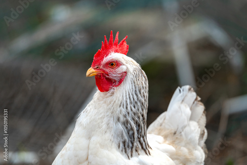white hen  in the field outdoors. profile view. close up
