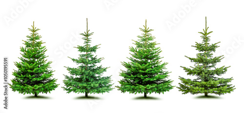 Verschieden Tannebäume freigestellt auf weißem Hintergrund