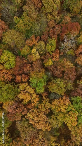 Wallpaper Mural Autumn Forest, aerial view, fly over colorful trees, vertical orientation Torontodigital.ca