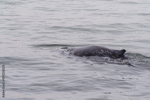 Close-up of the dorsal fin of a partically surfacing whale, in Walvis Bay, Namibia. photo