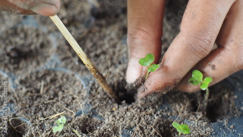 planting a plant