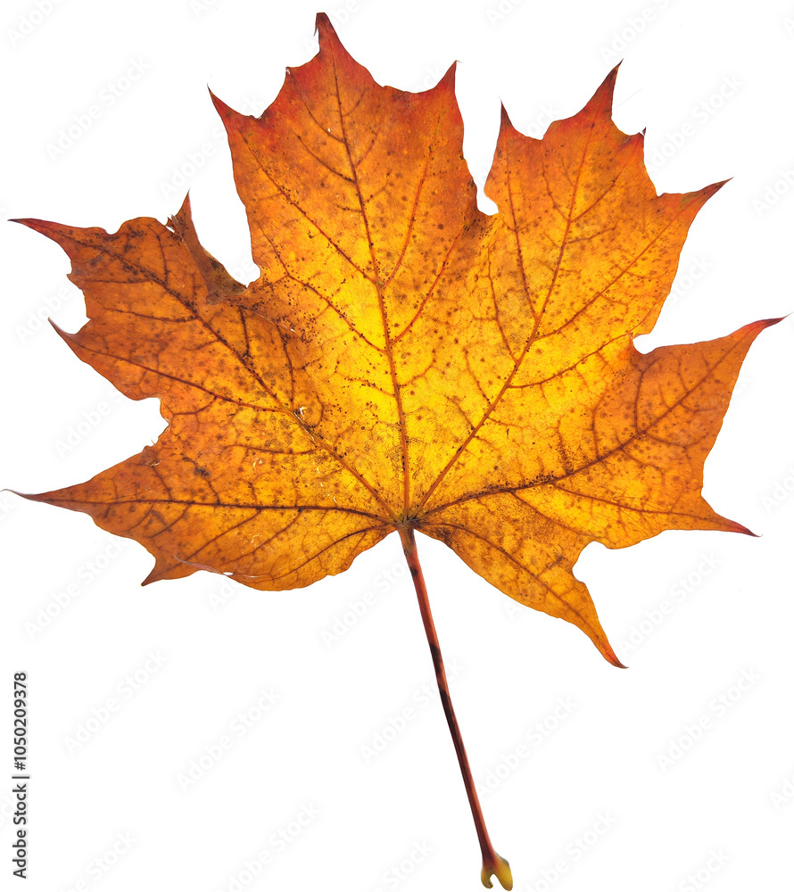 Obraz premium Autumn maple leaf isolated on white background