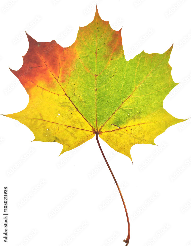 Autumn maple leaf isolated on white background Autumn maple leaf isolated on white background