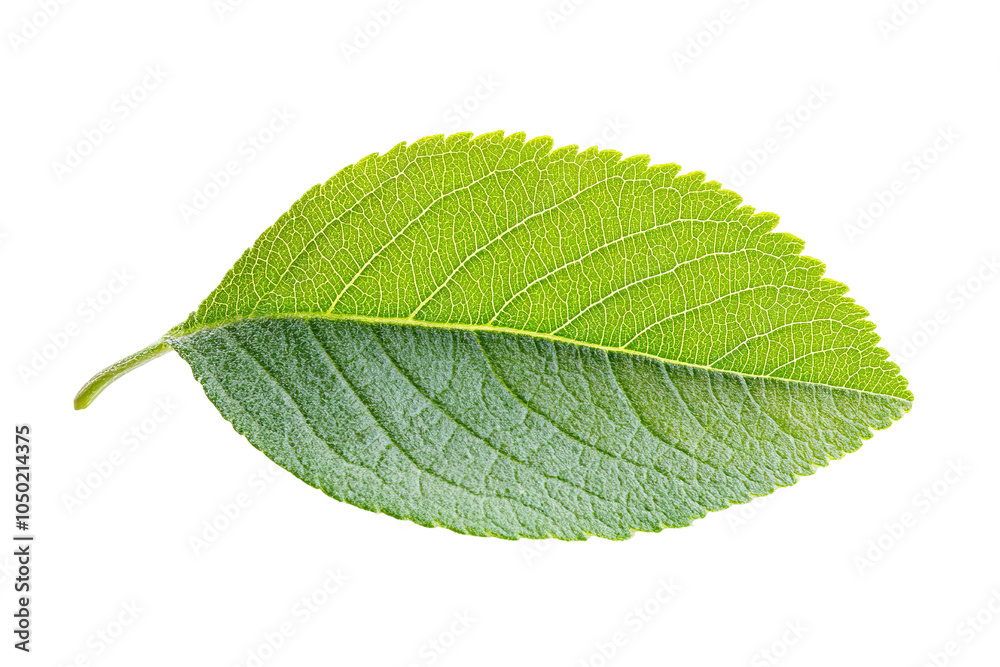 Fototapeta premium A leaf is shown. on transparent background. 