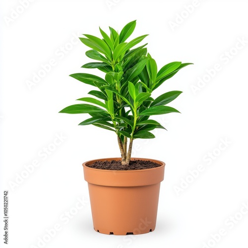 A vibrant green indoor plant grows in a simple terracotta pot, enhancing the freshness of any living space.