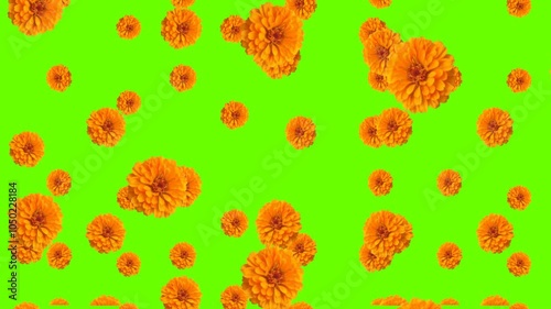green screen marigold flower drooping, marigold flower, beautiful flower drop, graphic flower, flower falling, marigold flower falling, puja flower drop