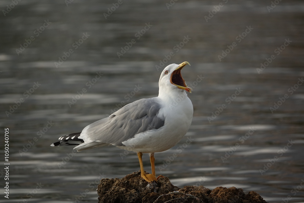 yellow legged gull (Larus michahellis) Crete during autumn