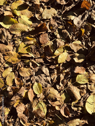 autumn leaves background