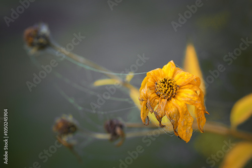 Faded marigold flower (Calendula officinalis) with cobweb threads in the morning dew in autumn, last sun color in the gray season, growth and decay in nature, copy space photo