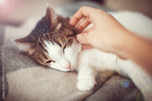 Woman petting a cat photo