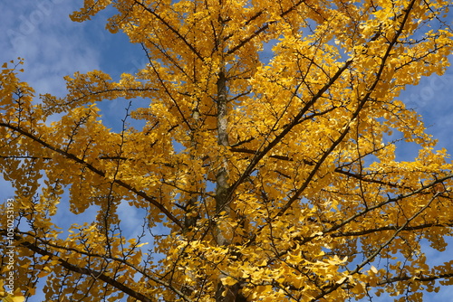 Detail eines Ginkgo biloba im Herbst