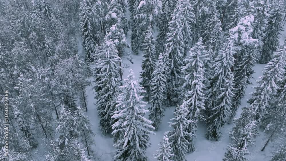 Camera slowly moving over snowy coniferous forest Camera slowly moving over snowy coniferous forest