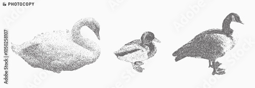 Set of stippling photocopy images of waterfowls