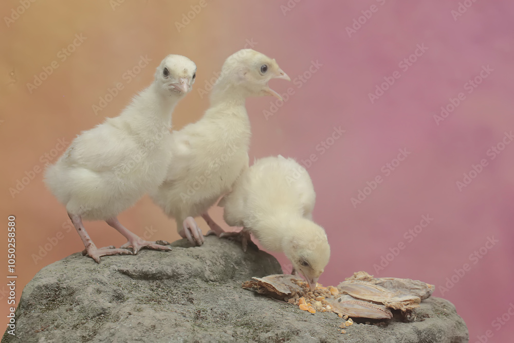 Obraz premium Three one-week-old turkey chicks are eating corn on a moss-covered rock. This bird, which is usually bred by humans for meat consumption, has the scientific name Meleagris gallopavo.