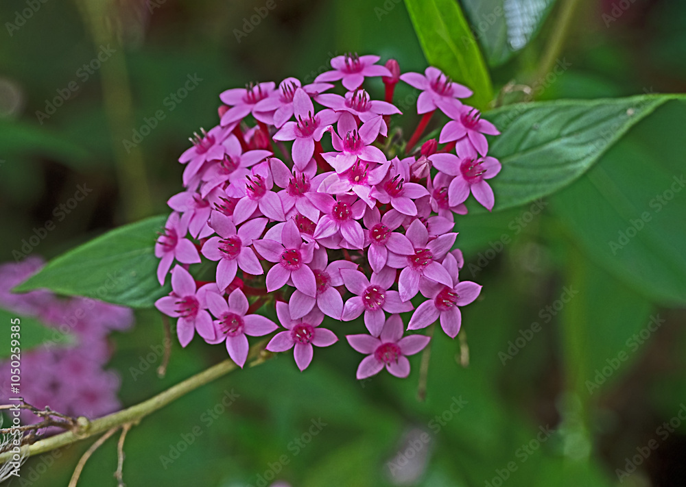 Close up of pink flowers