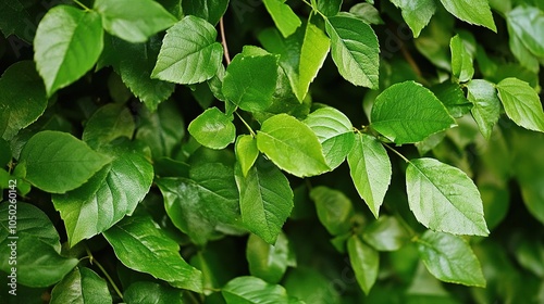 Lush greenery leaves creating a vibrant and refreshing atmosphere, showcasing the beauty of nature in a close-up view. The leaves exhibit various shades of green, highlighting their rich textures 