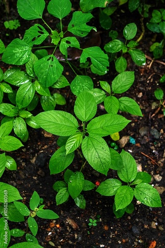 green plant in the garden