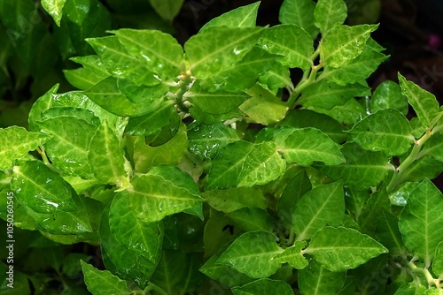 Wallpaper Mural green mint leaves in the garden Torontodigital.ca