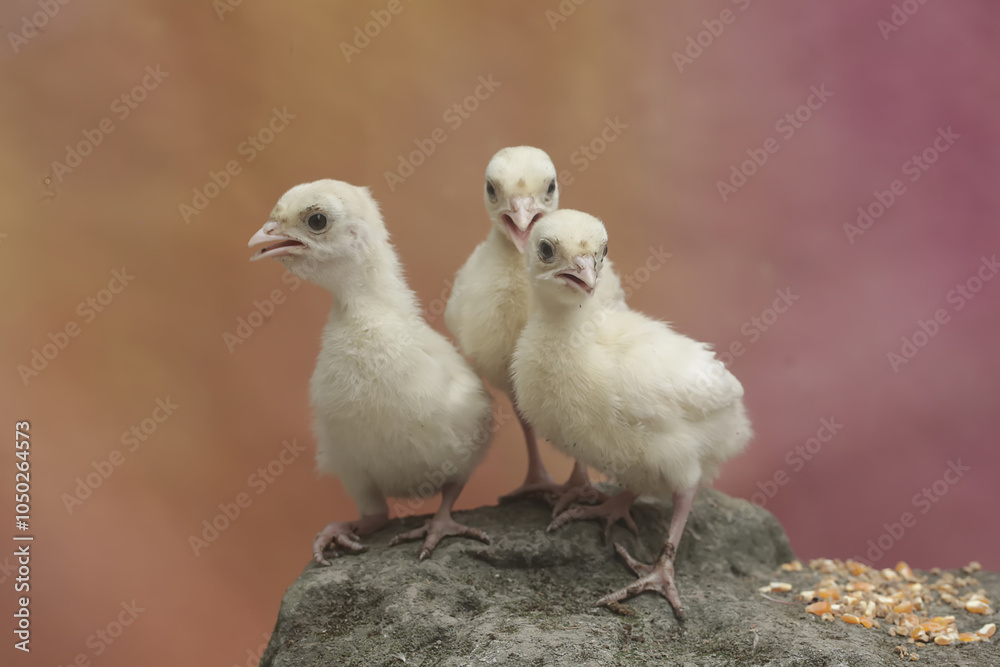 Three one-week-old turkey chicks are eating corn on a moss-covered rock. This bird, which is usually bred by humans for meat consumption, has the scientific name Meleagris gallopavo. Three one-week-old turkey chicks are eating corn on a moss-covered rock. This bird, which is usually bred by humans for meat consumption, has the scientific name Meleagris gallopavo.