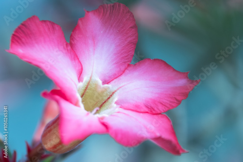 Close up of pink flowers Adenium Desert roses, Mock Azalea, Adenium multiflorum, Impala Lily are blooming in the garden.