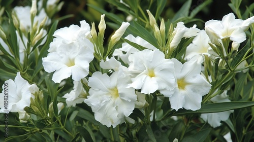 A vibrant and detailed illustration of oleander flowers, showcasing their striking colors and lush green foliage. The image captures the beauty of this flowering shrub