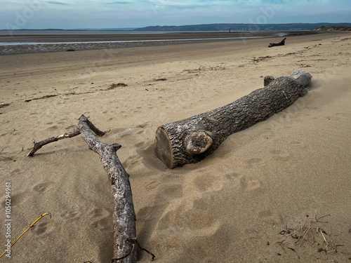 Drift Wood on the Beach