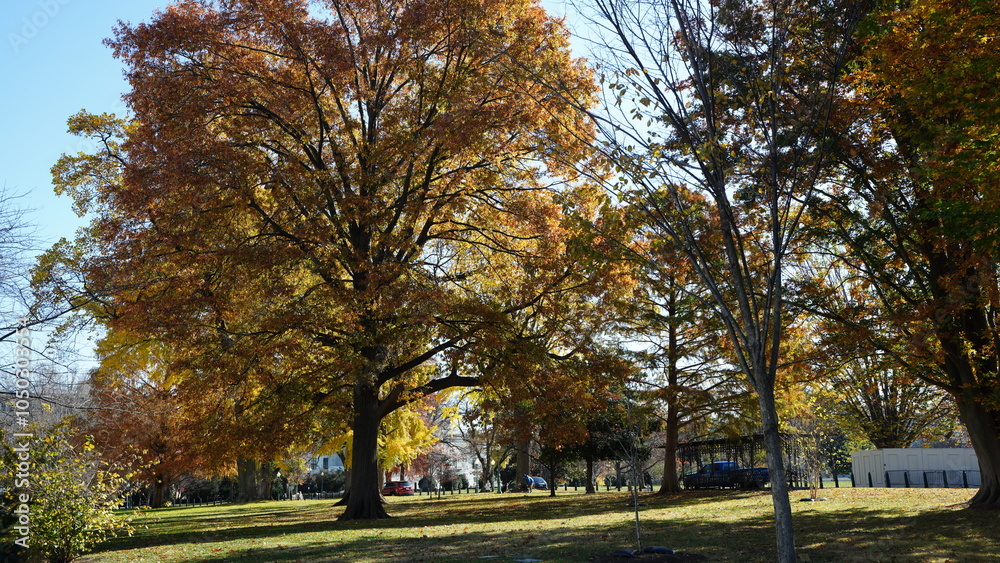 The beautiful Wshington DC city view in autumn
The beautiful Wshington DC city view in autumn