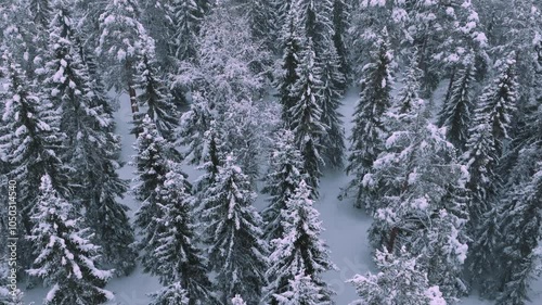 Aerial camera soaring over a serene snow-covered forest
