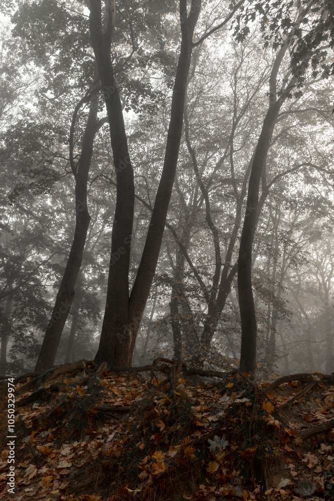 Obraz premium Dark Creepy Forest. Foggy Autumn Woods With Trees. Halloween Woods. Black Silhouettes of Trees. Autumn Landscape Without People. Black Trees on a Foggy Background. Morning Fog in a Dark Forest. 