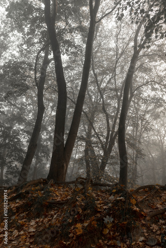 Dark Creepy Forest. Foggy Autumn Woods With Trees. Halloween Woods. Black Silhouettes of Trees. Autumn Landscape Without People. Black Trees on a Foggy Background. Morning Fog in a Dark Forest.	