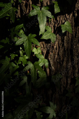 Lush Green Climber. Ivy Shoots With Young Leaves Climbing Up The Tree Trunk In The Light Of The Setting Sun. Dark Ivy Leaves. Tree trunk Overgrown with Ivy in the Evening Light. 