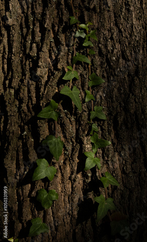 Ivy Shoots With Young Leaves Climbing Up The Tree Trunk In The Light Of The Setting Sun. Dark Ivy Leaves. Tree trunk Overgrown with Ivy in the Evening Light. Lush Green Climber.