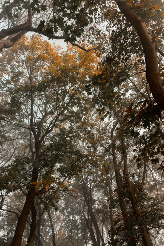 Dark Magical Forest. Halloween Woods. Foggy Autumn Woods With Trees. Black Silhouettes of Trees. Autumn Landscape Without People. October Trees on a Foggy Background. Autumn Tree Crowns. Warm Eye View