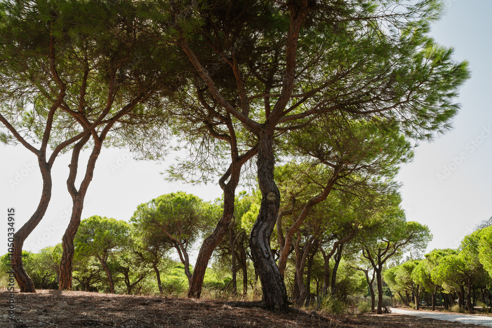 Twisted pine trees with lush green canopies stand tall in a sunlit forest. Stone pines Twisted pine trees with lush green canopies stand tall in a sunlit forest. Stone pines