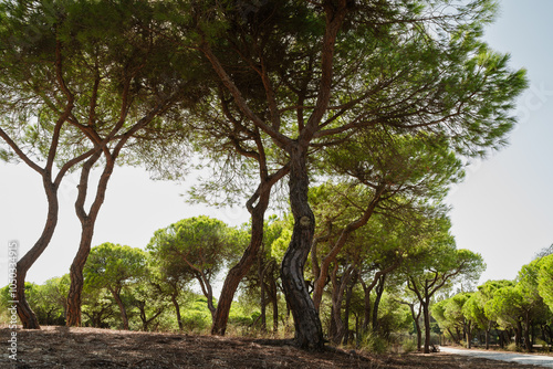 Twisted pine trees with lush green canopies stand tall in a sunlit forest. Stone pines