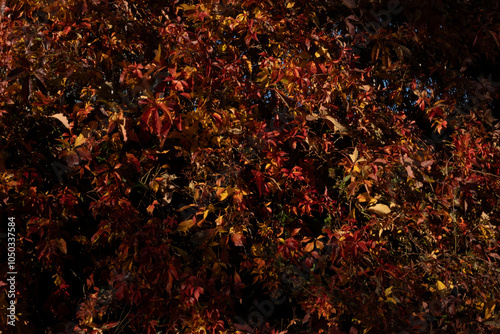 Wall of Red Wine Ivy in a Dark Morning Forest. Background of Dark Red Ivy Leaves. Wall Overgrown with Wine Ivy in the Sunny Evening Light. Lush Green Climber. Hedge Made Of Lush Red Ivy.