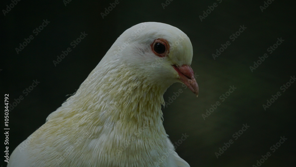 Obraz premium Pigeons inside their aviary at the zoo