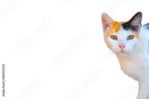 Cut cat face isolated on white 
 photo