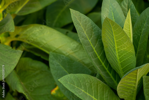 tobacco plant leaves on the plantation