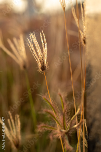 macro photo of wild grass flower