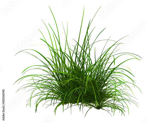 Fototapeta Naklejka Na Ścianę i Meble -  3d illustration of cymbopogon citratus grass isolated on white background