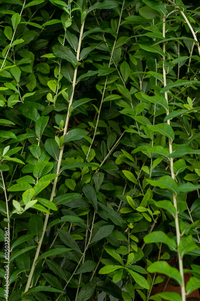 Vernonia Elliptica, curtain creeper plant Vernonia Elliptica, curtain creeper plant