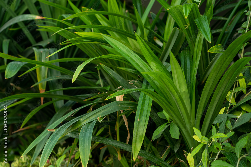 Obraz premium pandan leaves