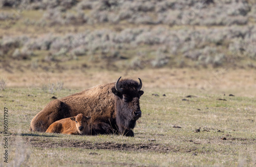 Bison Cow and Calf in Springtime in Yellowstone National Park Wyoming