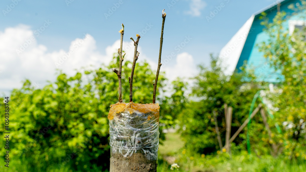 Fototapeta premium grafting on a fruit tree in the garden