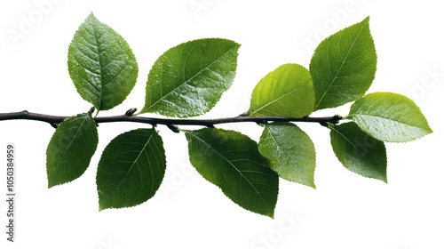 Close-up of a green leafy branch with fresh leaves on a transparent background, perfect for nature-themed and botanical designs.
 photo