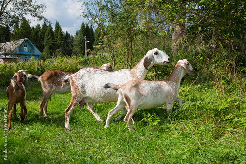 Nubian goats graze in a meadow on a summer sunny day